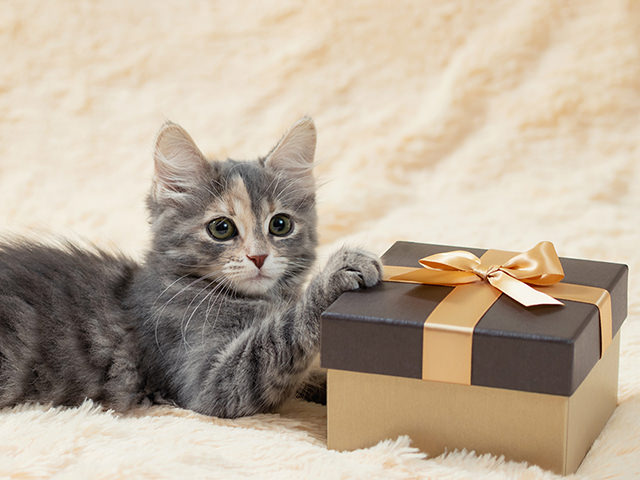 ネコちゃんとプレゼント