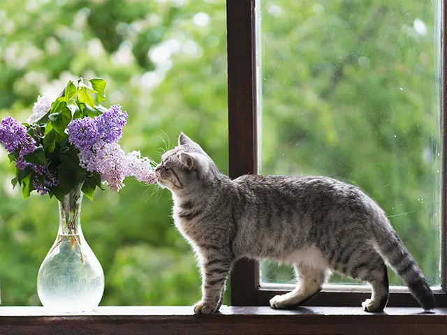 窓際の花とネコ