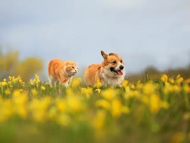 花畑を歩くネコと犬