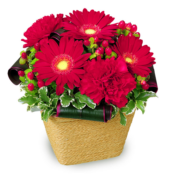 【冬の花贈り特集】赤ガーベラのアレンジメント 511899 ｜花キューピットの冬の花贈り 花のギフト・プレゼント特集2022