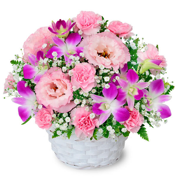 【夏の花贈り特集】ピンクデンファレのアレンジメント 512236 ｜花キューピットの夏の花贈り特集2022