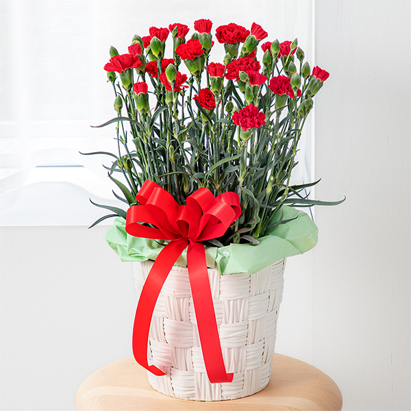 【母の日ギフト（法人）】カーネーション鉢（赤）
