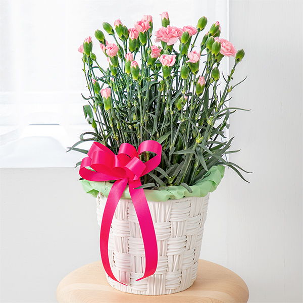 【母の日ギフト（法人）】カーネーション鉢（ピンク）