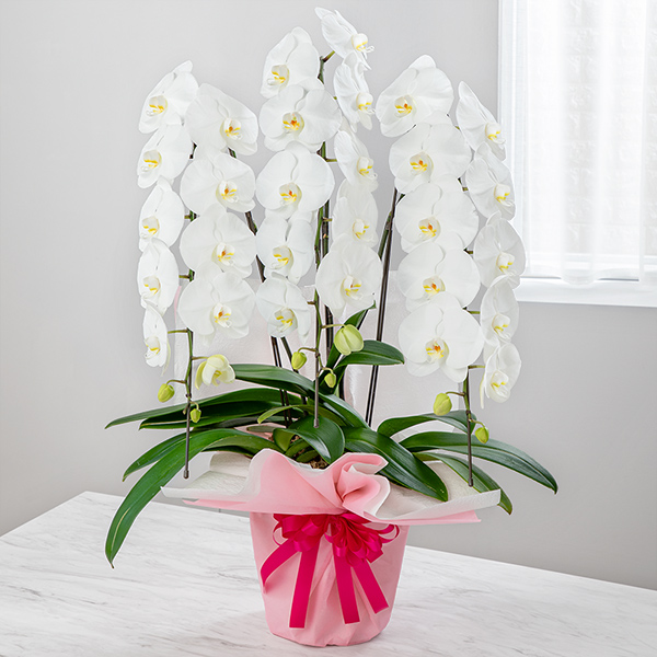 【母の日ギフト（法人）】胡蝶蘭 3本立（開花輪白30以上）母の日ラッピング