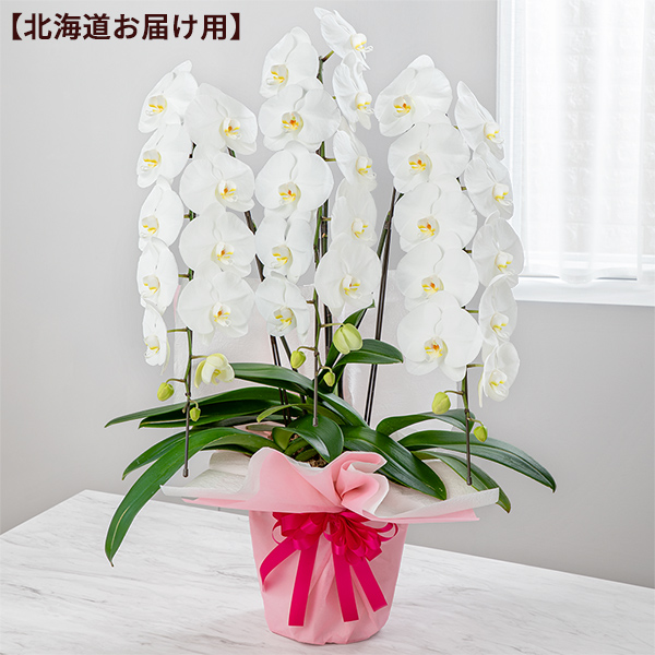 【母の日ギフト（法人）】胡蝶蘭 3本立（開花輪白30以上）母の日ラッピング【北海道お届け用】