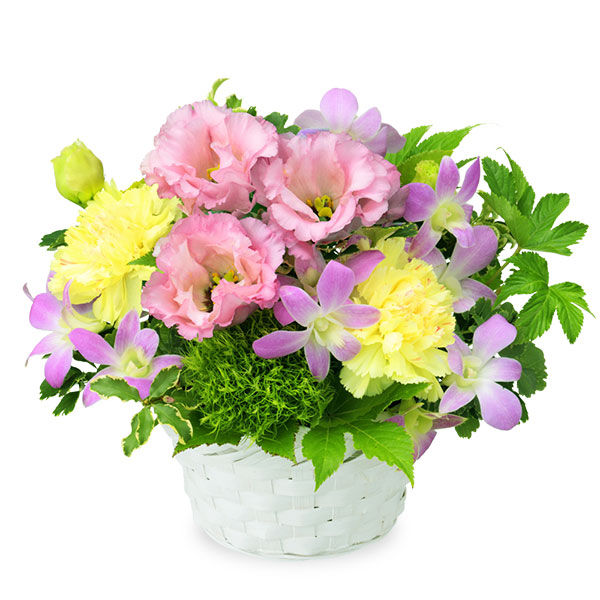 【お祝い】デンファレの爽やかなバスケット