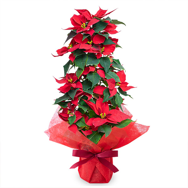 【クリスマス特集】ポインセチア ツリー仕立て 711564 ｜花キューピットのクリスマス 花のギフト・プレゼント特集2022