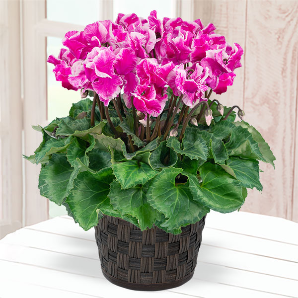 【ウィンター　産直ギフト】シクラメン ひらり むらさきバイカラー