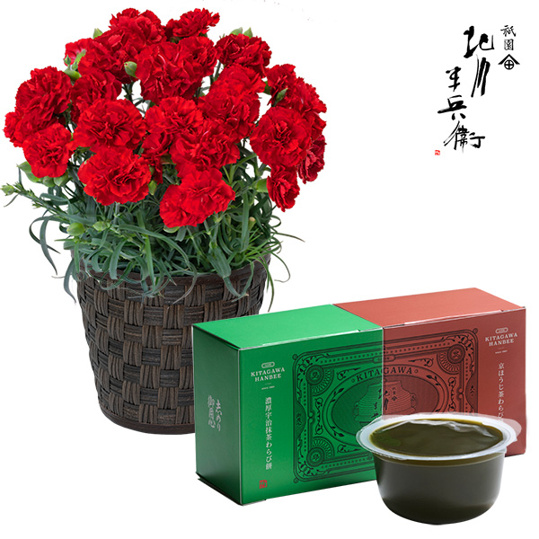 【母の日 産直花鉢植え】カーネーション鉢と【祇園 北川半兵衛】京わらび餅セット（宇治抹茶・京ほうじ茶）