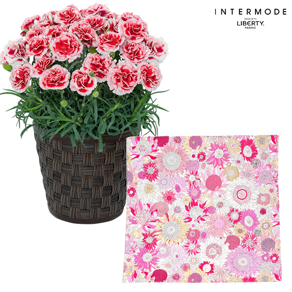 【母の日 産直花鉢植え】カーネーションの鉢植え いちごホイップと【リバティプリント】ガーゼミニハンカチ