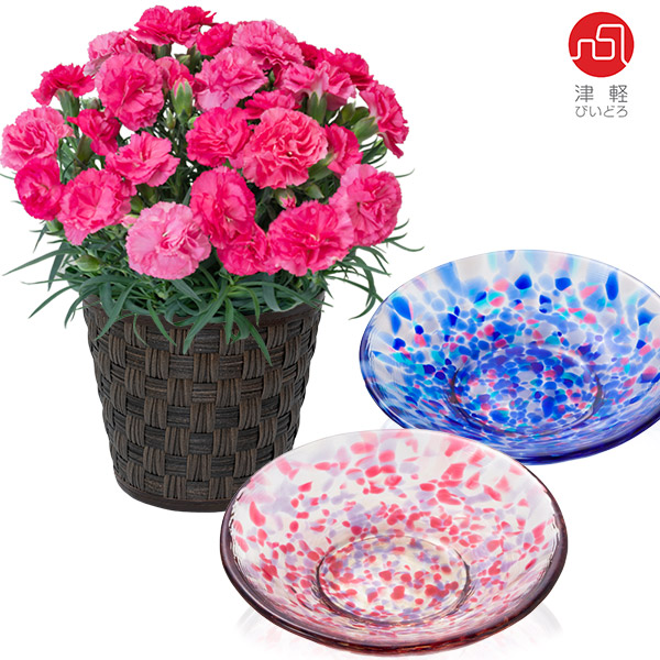 【母の日 産直花鉢植え】カーネーションの鉢植え（ピンク）と【津軽びいどろ】色色豆皿 2枚セット