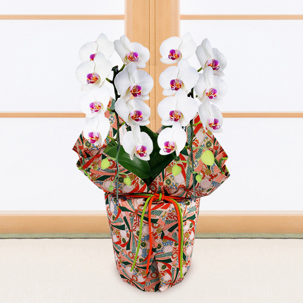 【敬老の日 産直花鉢植え（受注延長）】【受注延長】敬老の日 ミディ胡蝶蘭 タイアン 2本立（ラッピング）