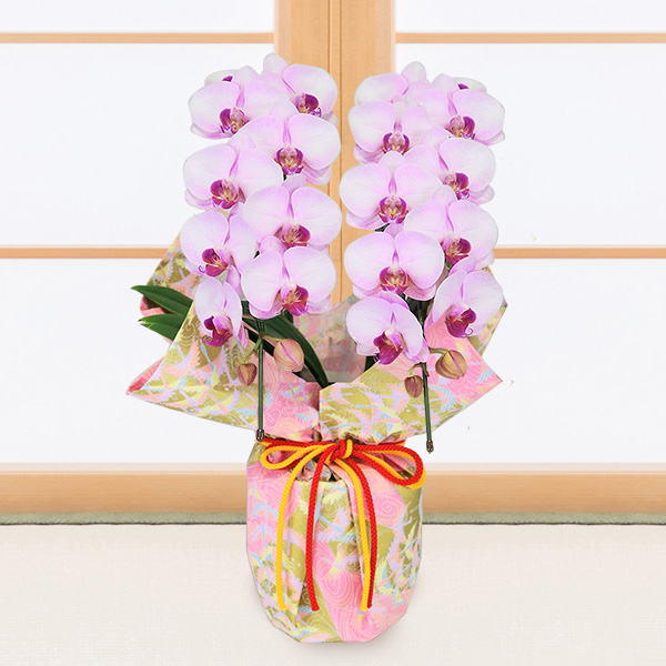 【敬老の日 産直花鉢植え（受注延長）】【受注延長】敬老の日 ミディ胡蝶蘭 ピンク系 2本立（ラッピング）