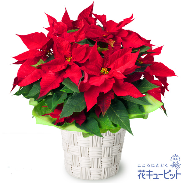 クリスマスの花 ギフト プレゼント特集21 花束 アレンジメントのフラワーギフト通販なら花キューピット