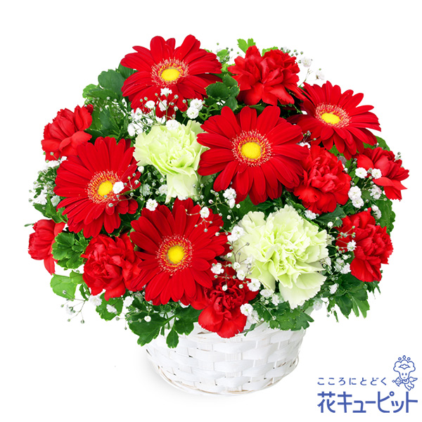 赤ガーベラのアレンジメント お祝い 花や花束の宅配 フラワーギフト通販なら花キューピット