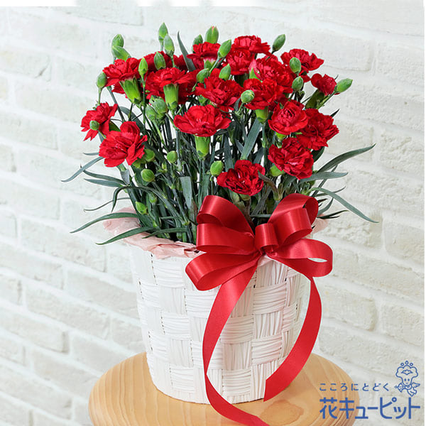 【母の日ギフト　ランキング】カーネーション鉢（赤）母の日に花を育てる楽しさをプレゼント
