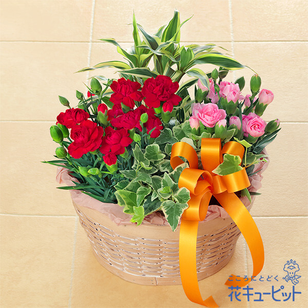 カーネーションの寄せ鉢 母の日ギフト 花や花束の宅配 フラワーギフト通販なら花キューピット