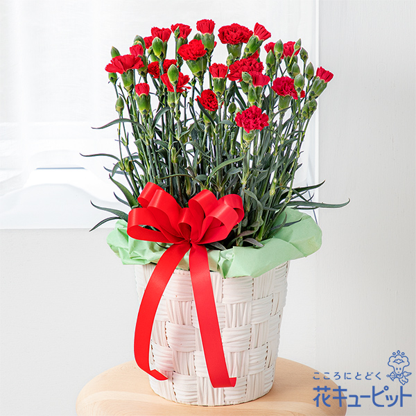 【母の日ギフト】カーネーション鉢（赤）母の日に花を育てる楽しさをプレゼント