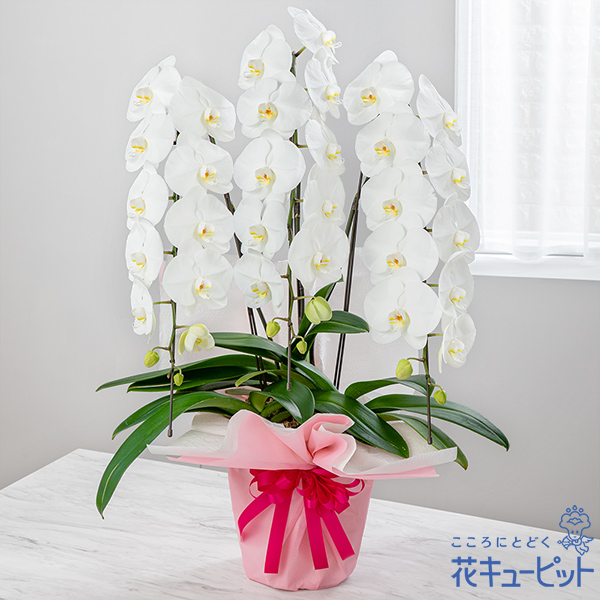 【母の日ギフト】胡蝶蘭 3本立（開花輪白30以上）母の日ラッピング母の日の豪華な贈り物にふさわしい限定ラッピングの胡蝶蘭
