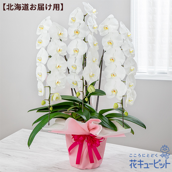 【母の日ギフト】胡蝶蘭 3本立（開花輪白30以上）母の日ラッピング【北海道お届け用】母の日の豪華な贈り物にふさわしい限定ラッピングの胡蝶蘭