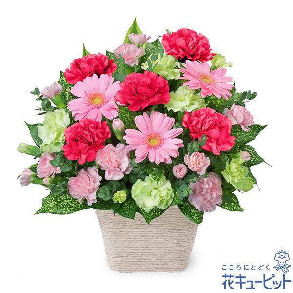 【3月の誕生花（ピンクガーベラ）】ピンクガーベラのアレンジメントピンクの濃淡を楽しめるアレンジメント