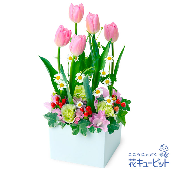 【チューリップ特集】ピンクチューリップのガーデンアレンジメントチューリップの魅力を存分に感じられるデザイン