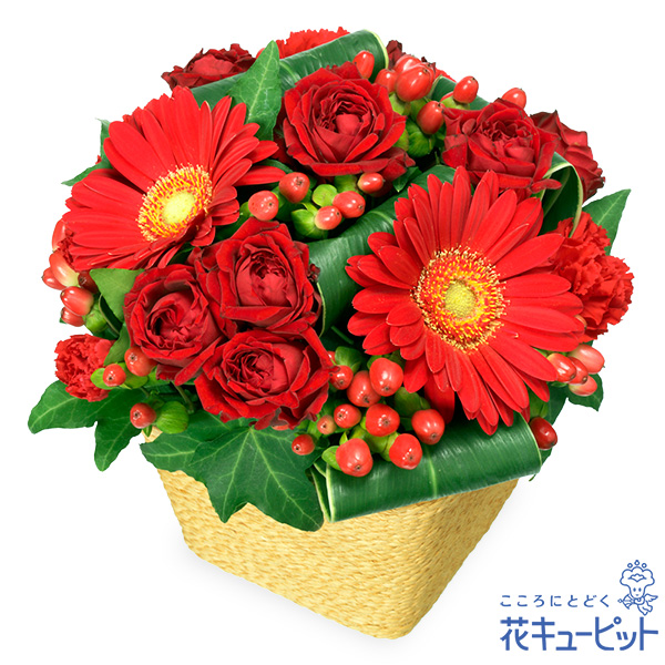 【目上の方に贈る誕生日フラワーギフト】赤ガーベラのアレンジメント上品でシックなアレンジメント