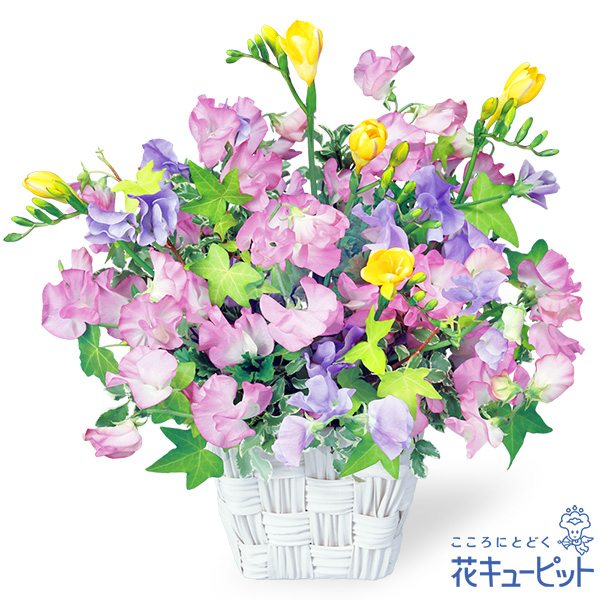 【お祝い】スイートピーのアレンジメント春の花たちを伸びやかに生けました