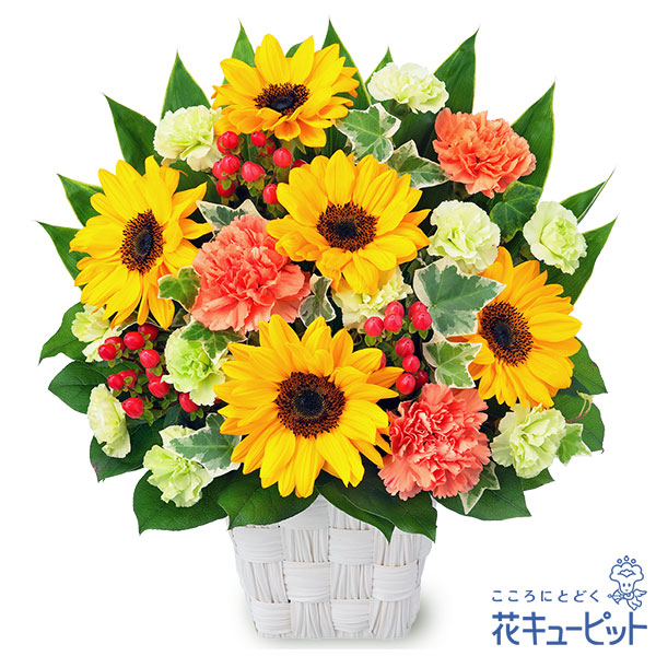産地直送 ひまわり花束 オレンジ S （10本入り）／千葉 ヤマキ