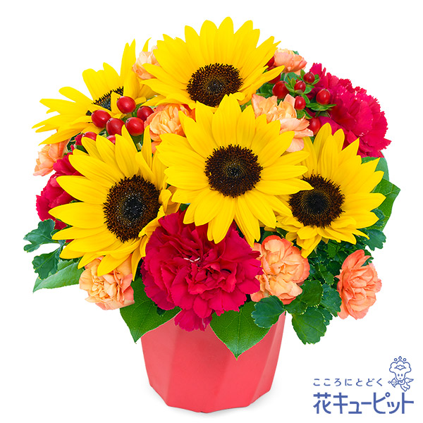 【夏の花贈り・お中元・暑中見舞い】ひまわりのハミングアレンジメント（ピンク）ひまわりを中心に華やかな雰囲気に仕上げたギフト