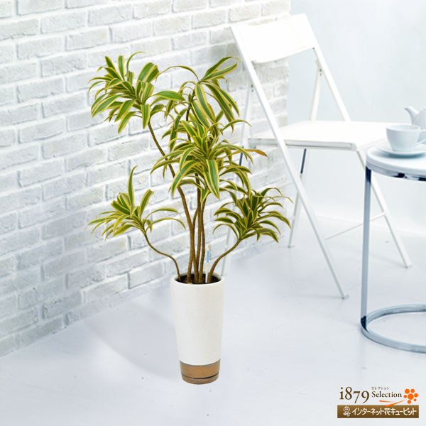 【産直　観葉植物（通年）】ソングオブインディア（白鉢）モダンな雰囲気で部屋を明るくしてくれる観葉植物です