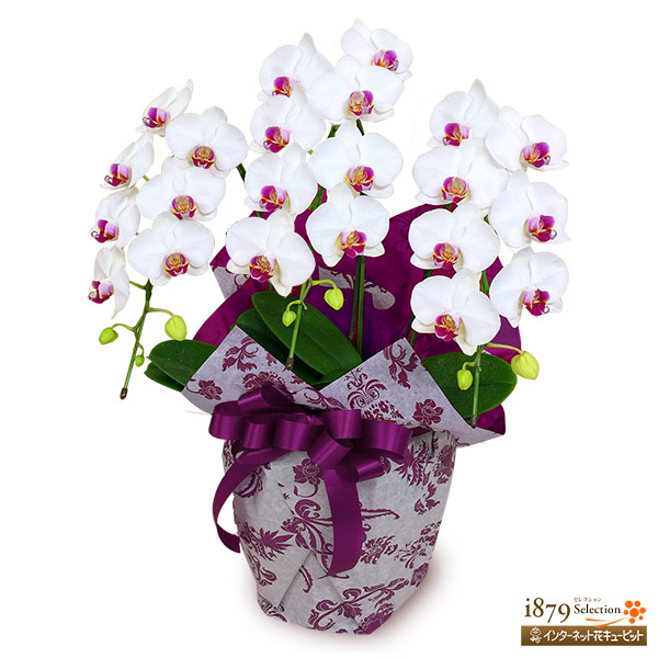 【モテギ洋蘭園胡蝶蘭・お祝い】ミディ胡蝶蘭　白赤リップ　3本立ち（30輪前後）上品な花姿とボリュームは贈り物にふさわしい逸品です。