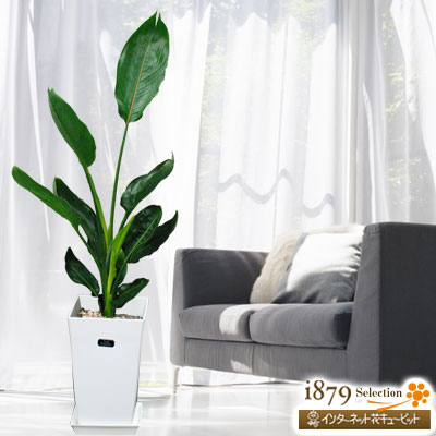 ストレチア レギネ 白鉢 産直 観葉植物 通年 法人 花や花束の宅配 ビジネスギフト 法人向けフラワーギフトなら ビジネス花キューピット 公式サイト