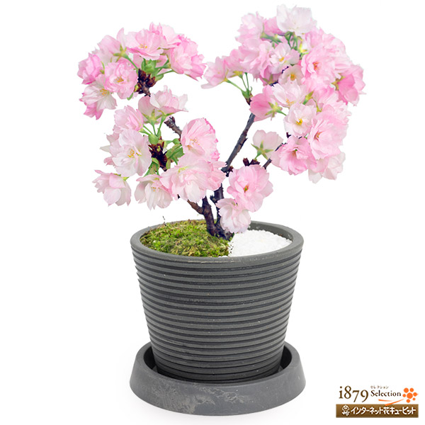 桜盆栽 旭山桜 産直鉢物 さくら鉢 花や花束の宅配 フラワーギフト通販なら花キューピット