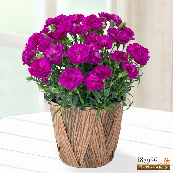 【母の日 産直ギフト】幸せの紫カーネーション鉢赤紫色の花が上品なカーネーション