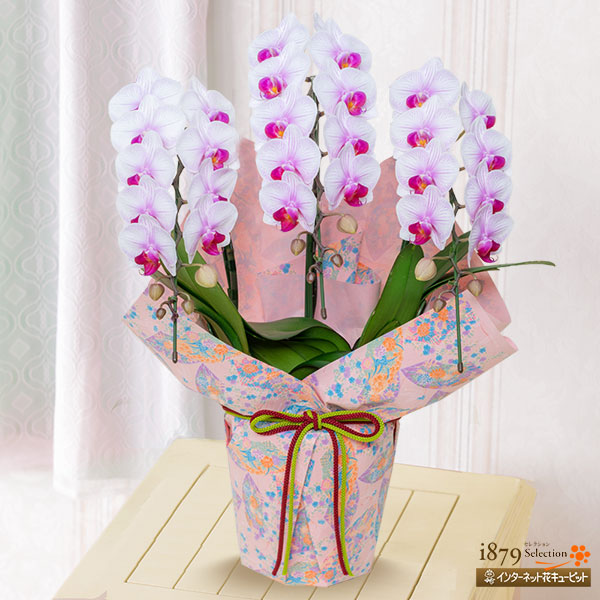 ミディ胡蝶蘭ストライプ3本立 千代紙ラッピング 母の日 産直ギフト 花や花束の宅配 フラワーギフト通販なら花キューピット