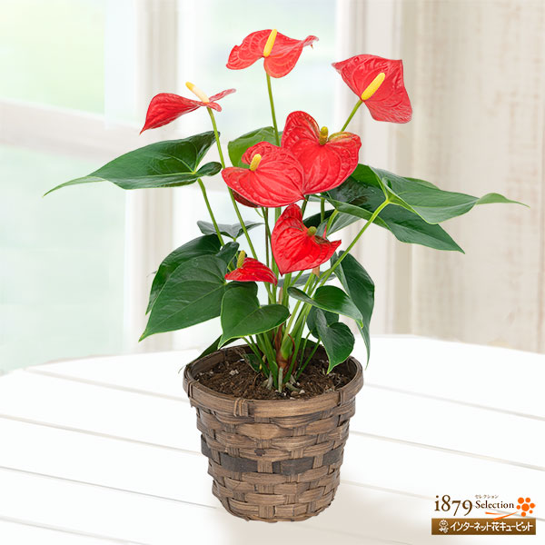 アンスリウム 赤 敬老の日 産直ギフト 花や花束の宅配 フラワーギフト通販なら花キューピット