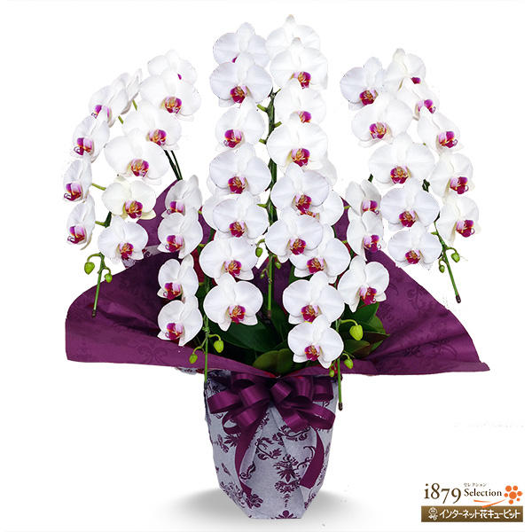 【モテギ洋蘭園胡蝶蘭・お祝い】ミディ胡蝶蘭　白赤リップ　5本立ち（46輪前後）上品な花姿とボリュームは贈り物にふさわしい逸品です。
