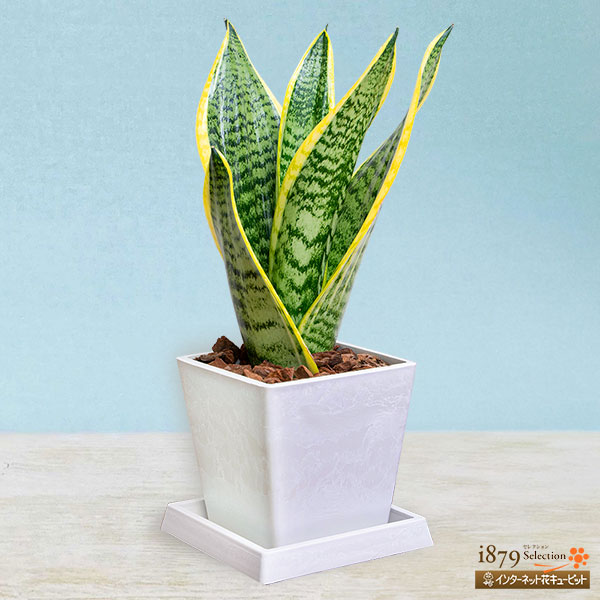 【父の日産直ギフト】観葉植物 サンスベリアマイナスイオン効果が高い、人気のサンスベリア！