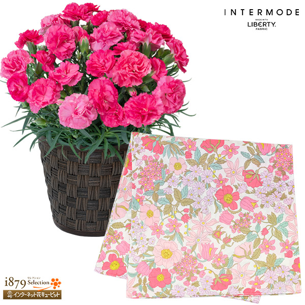 【母の日 産直花鉢植え】カーネーションの鉢植え（ピンク）と【リバティプリント】ラージサイズハンカチ夏の庭園の美しさにインスパイアされたリバティプリント