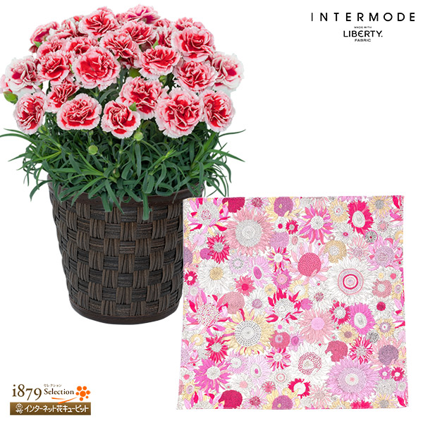 【母の日 産直花鉢植え】カーネーションの鉢植え いちごホイップと【リバティプリント】ガーゼミニハンカチ柔らかで肌触りがよく、持ち運びやすいサイズ感のハンカチ