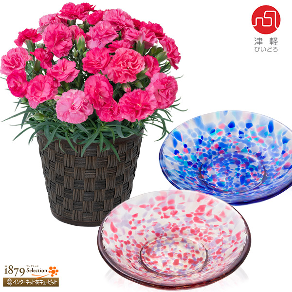 【母の日 産直花鉢植え】カーネーションの鉢植え（ピンク）と【津軽びいどろ】色色豆皿 2枚セット青森県伝統工芸品「津軽びいどろ」の豆皿