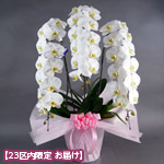 【石毛洋蘭園大輪胡蝶蘭・お祝い】大輪胡蝶蘭　3本立（開花輪36輪以上）ピンク系ラッピング