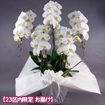 【石毛洋蘭園大輪胡蝶蘭・お供え】大輪胡蝶蘭　5本立（開花輪45輪以上）お供えラッピング