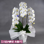 【石毛洋蘭園大輪胡蝶蘭・お供え】大輪胡蝶蘭　3本立（開花輪30輪以上）お供えラッピング