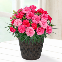 母の日 花のギフト・プレゼント