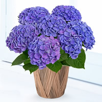 色が変わるのはなぜ 不思議な花 あじさい の秘密を徹底解剖 花や花束の宅配 フラワーギフト通販なら花キューピット 贈り物 プレゼントで花を贈ろう