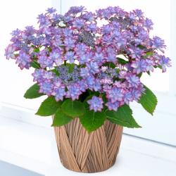 母の日 花のギフト・プレゼント