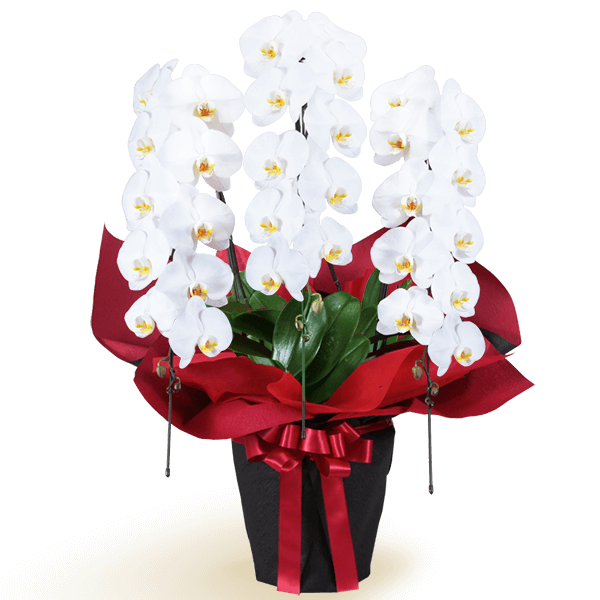 開店祝い 胡蝶蘭のギフト｜花キューピットの秋の開店祝い 花のギフト・プレゼントにおすすめ！人気のプレゼント特集 2022