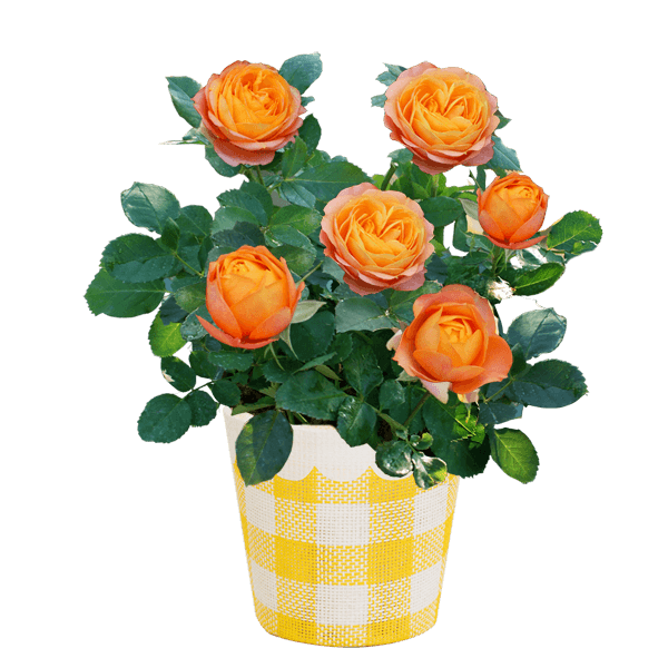 花キューピットの母の日 産直花鉢植え特集21 フラワーギフト通販なら花キューピット